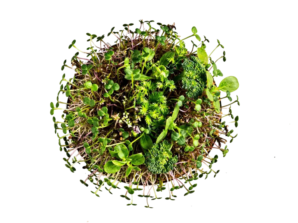 frischwuchs microgreens
